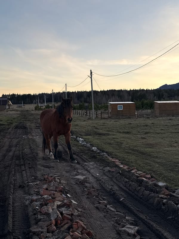 Rural horses and buildings documented near Tyulyuk, Russia