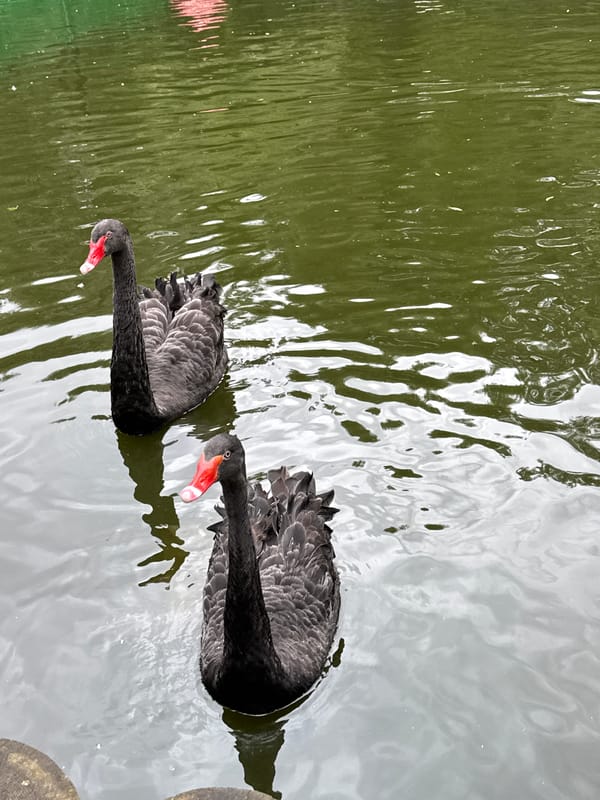 Swans, cygnets, and ducks at a Moscow pond
