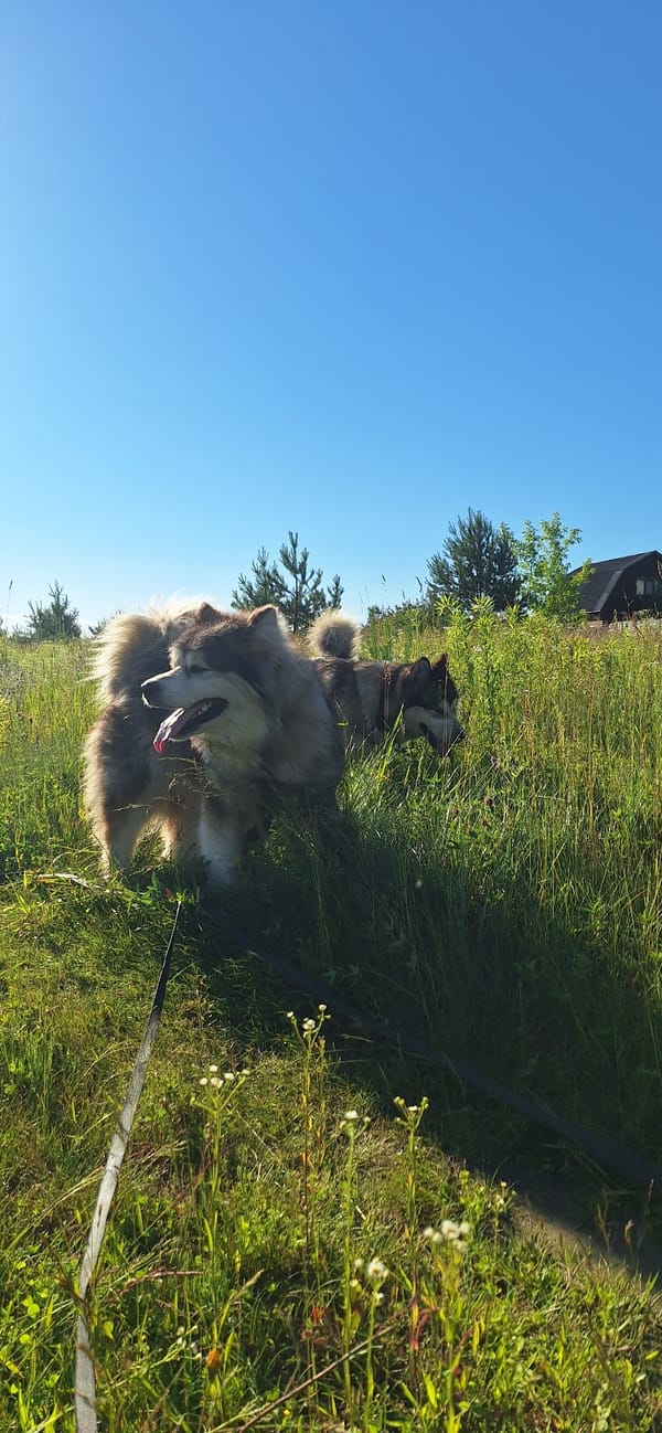 Two Malamutes on a sunny outdoor walk through fields and forest