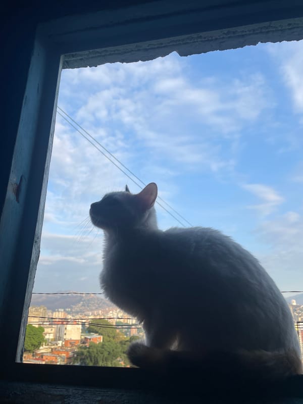 Cat watches Caracas cityscape from window during overcast morning