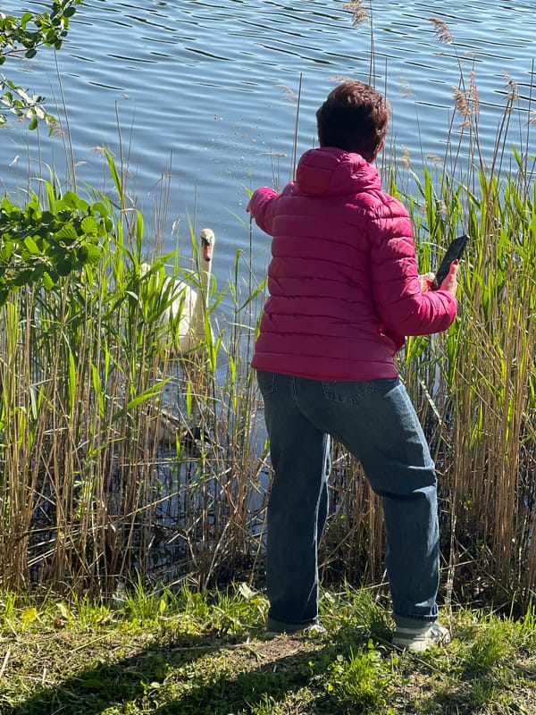 Afternoon nature walk documented through woodland and waterside scenes