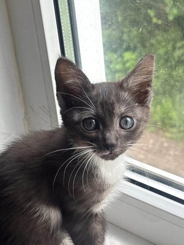 Kittens on a windowsill and cartoon art in rural Russia