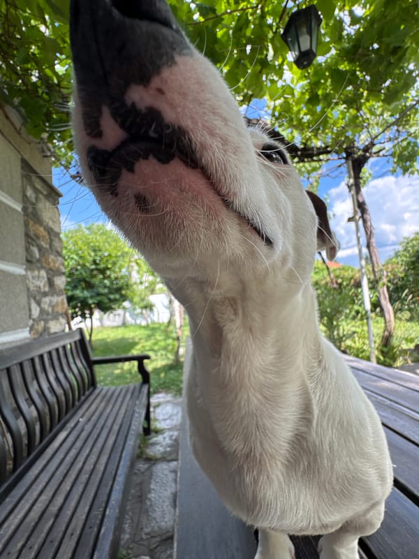 Close-up portraits of a white dog in Velingrad