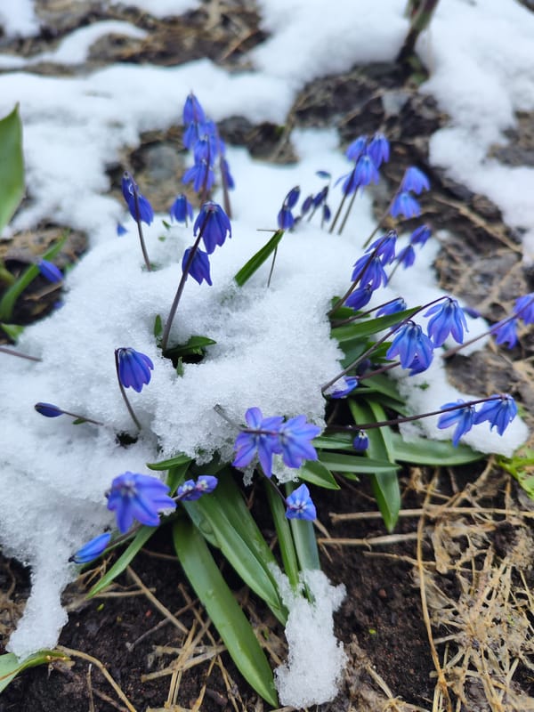 Spring flowers bloom through melting snow patch