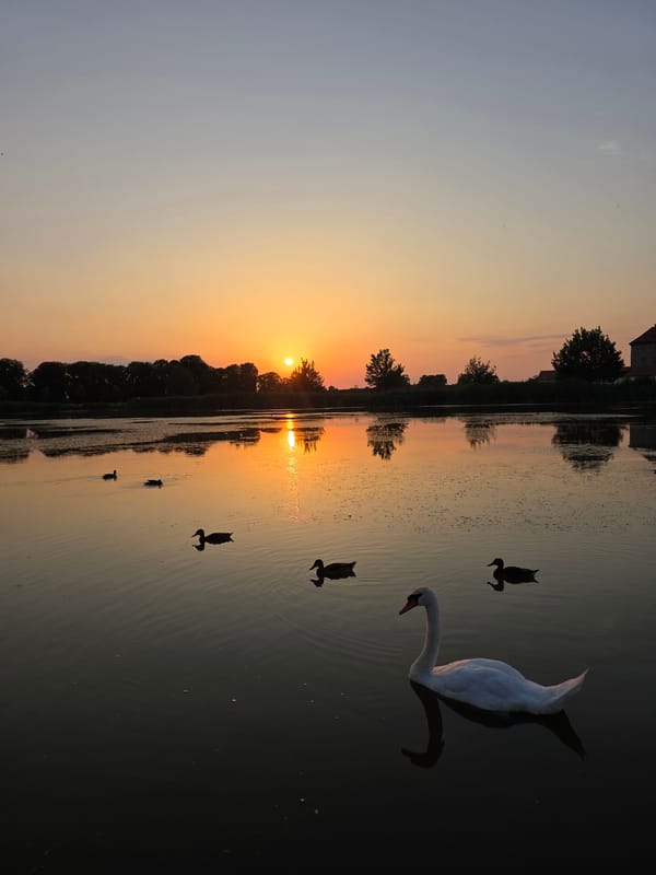 Swans and ducks on a calm lake at sunset in Holíč