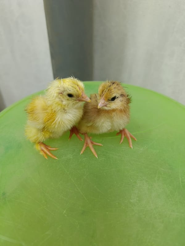 Newly hatched chicks up close, held and examined