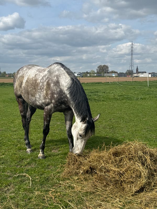 Hay delivery to horses in Belgian field