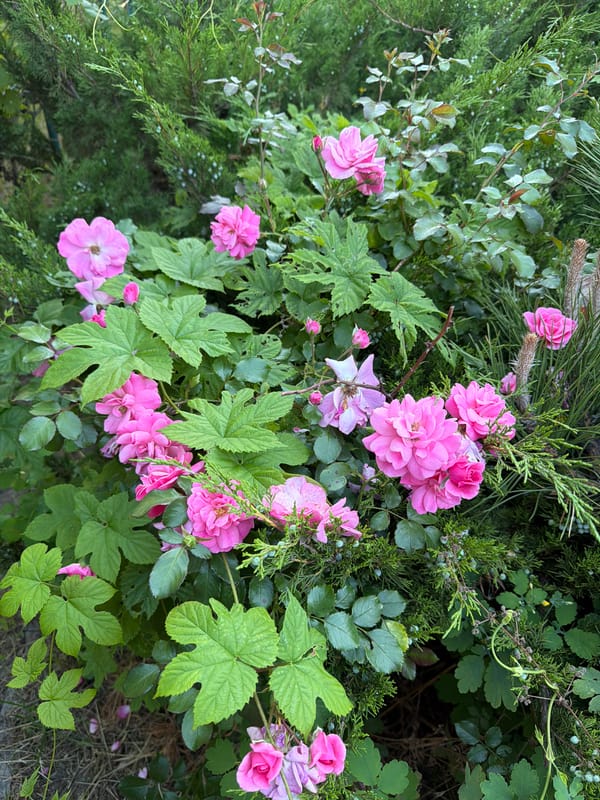 Obukhivka garden in peak summer — roses, plums, and greenery
