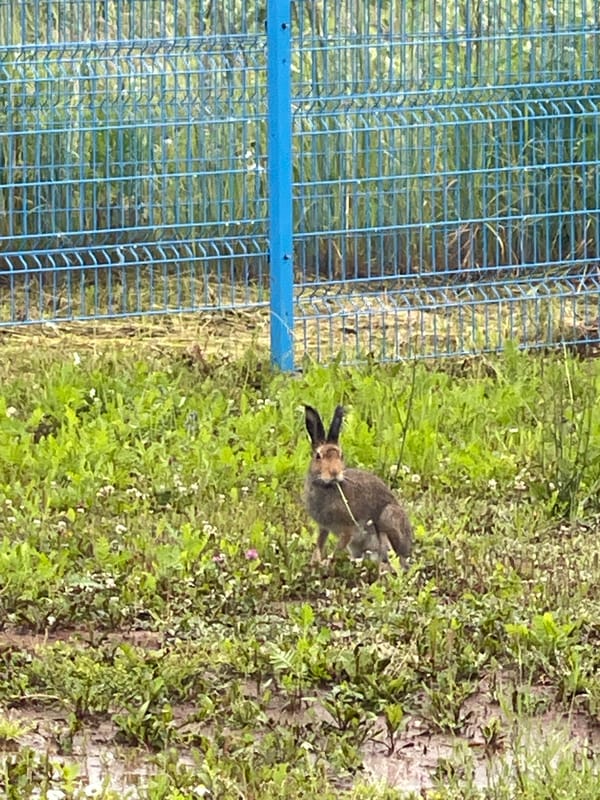Brown rabbit munching grass in front of a blue wire fence