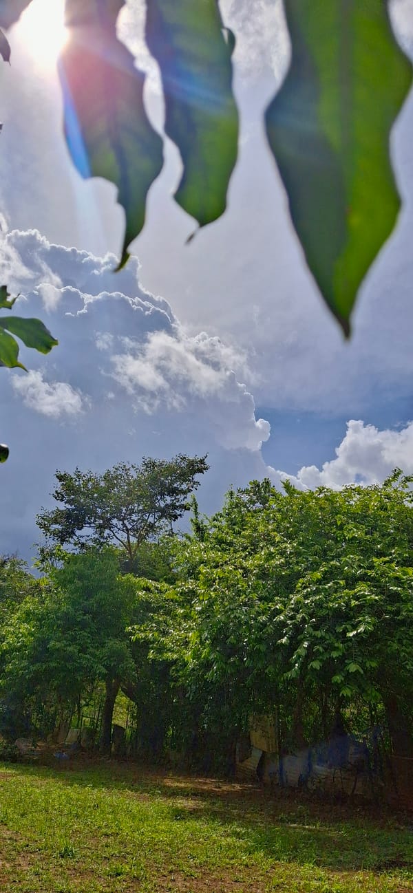 Rural Venezuelan afternoon captured through nature observations and local life