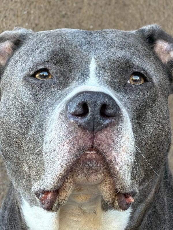 Dog relaxes on concrete near flowers in Luxembourg