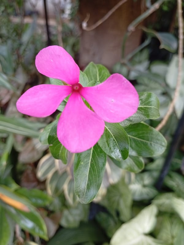 Garden blooms and wildlife documented in Gura Top, Nigeria