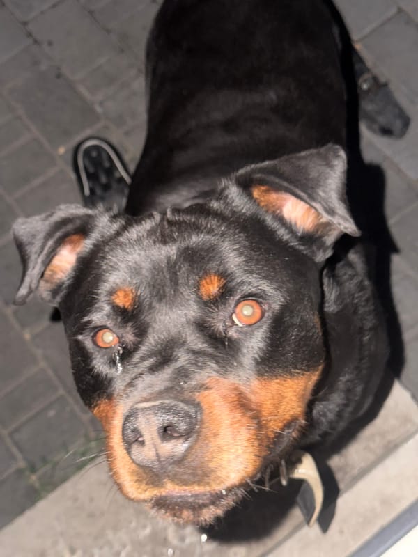 Rottweiler, tangerine tree, and night sky lights