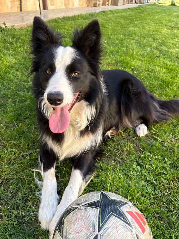 Border Collie and tabby cat spotted relaxing in Berkovitsa