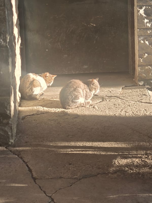 Cats and dogs rest in urban residential area