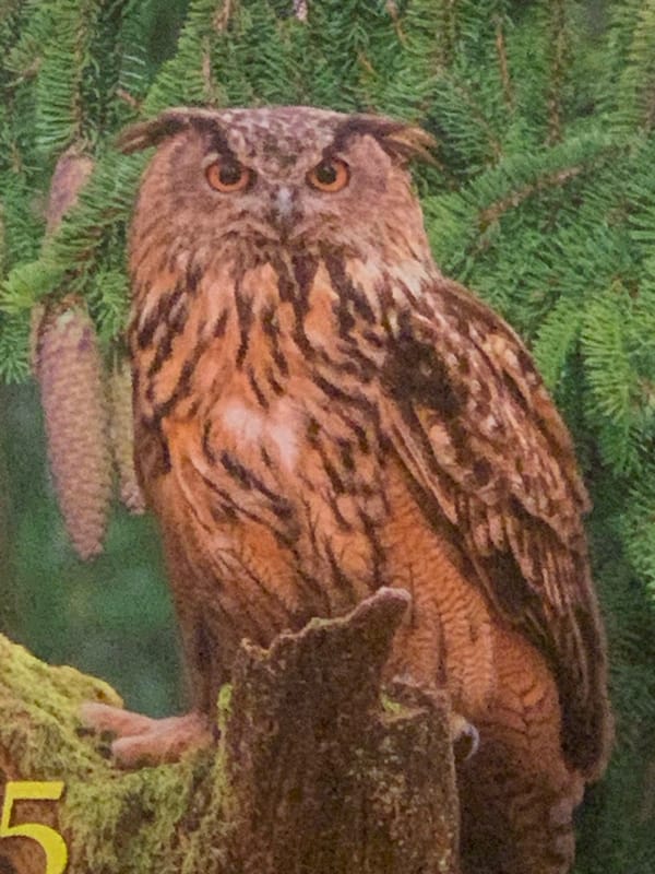 Owl and two blue-eyed cats in styled portrait shots