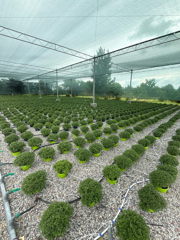 Greenhouse plants and giant ice cream sculptures in Kalinkovo