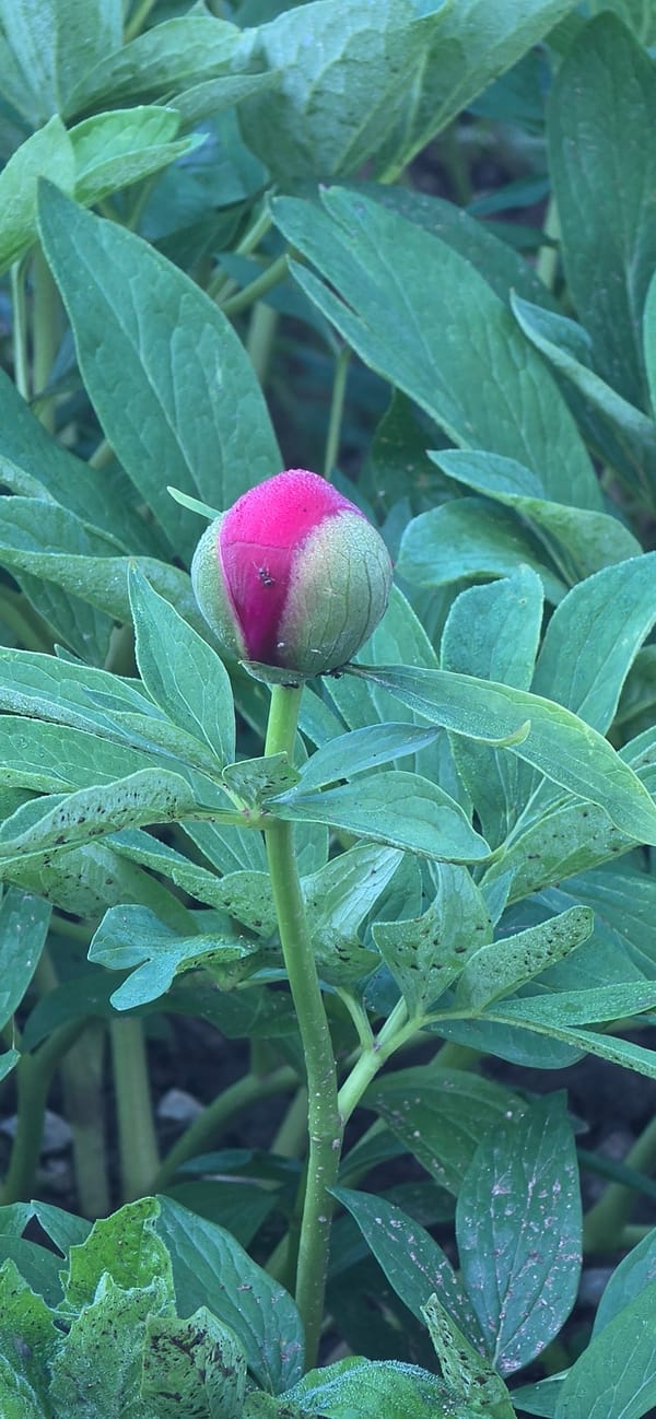 Peony bud photographed beginning to bloom in Rudozem, Bulgaria