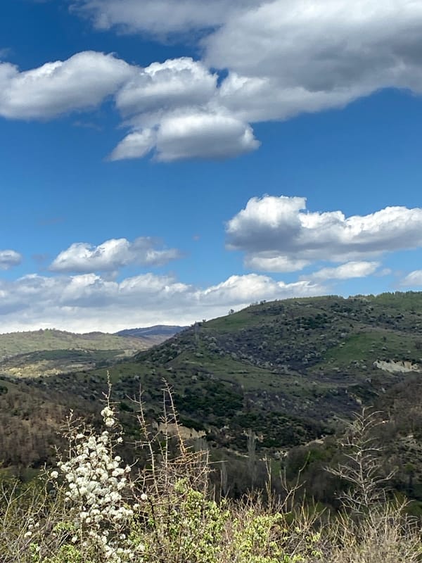 Spring blooms observed under clear skies in Bulgarian countryside