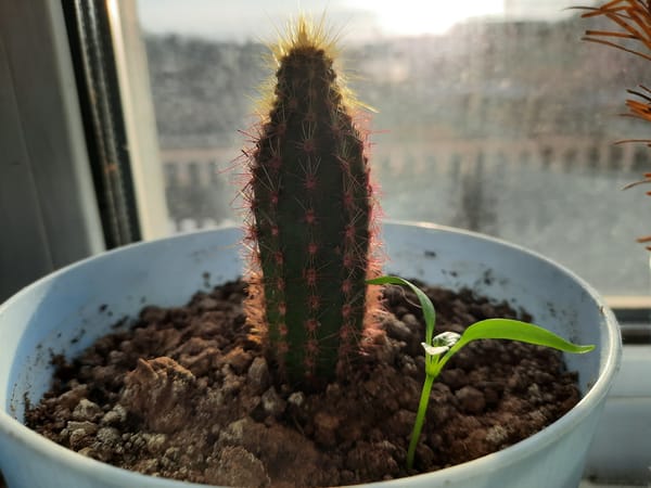 Residential scene with potted plants and buildings observed