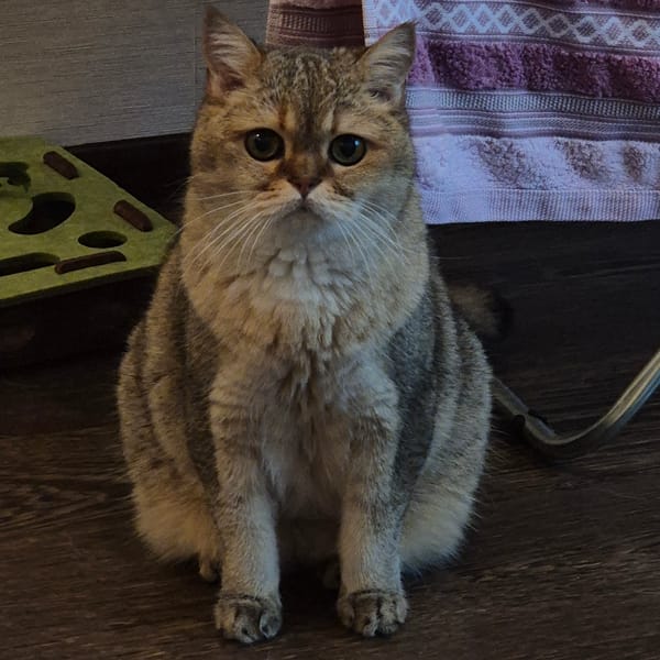 Tabby cat sits on wooden floor in Kemerovo