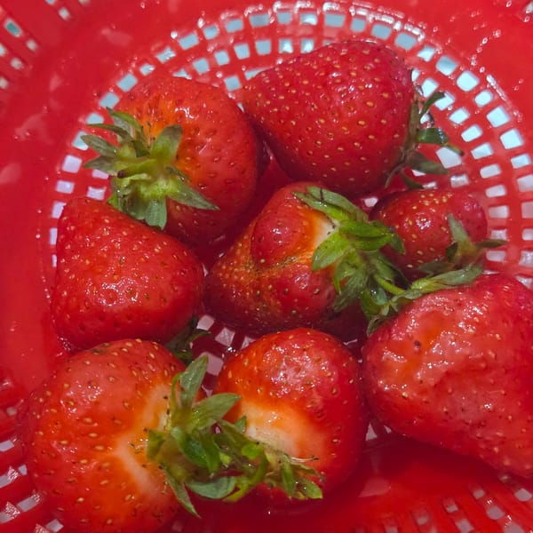 Fresh wet strawberries photographed in red colander