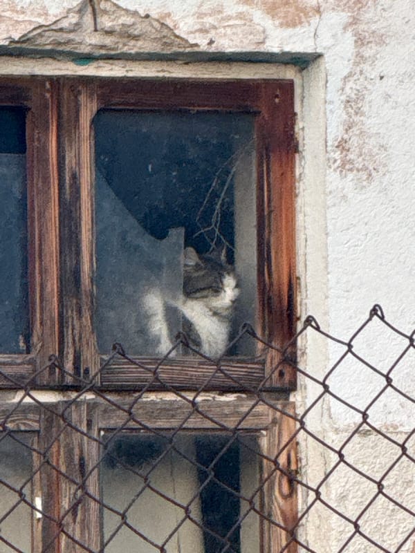 Pet spotted through broken window in rural Bulgarian village