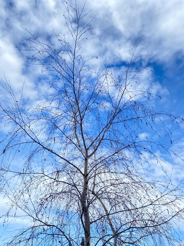 Spring day scenes documented across Zelenograd, Russia