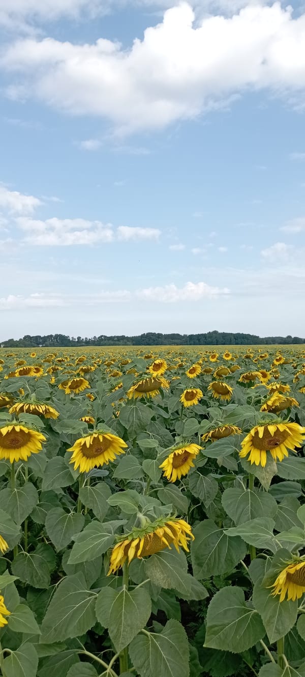 Sunflower field in bloom, bees included