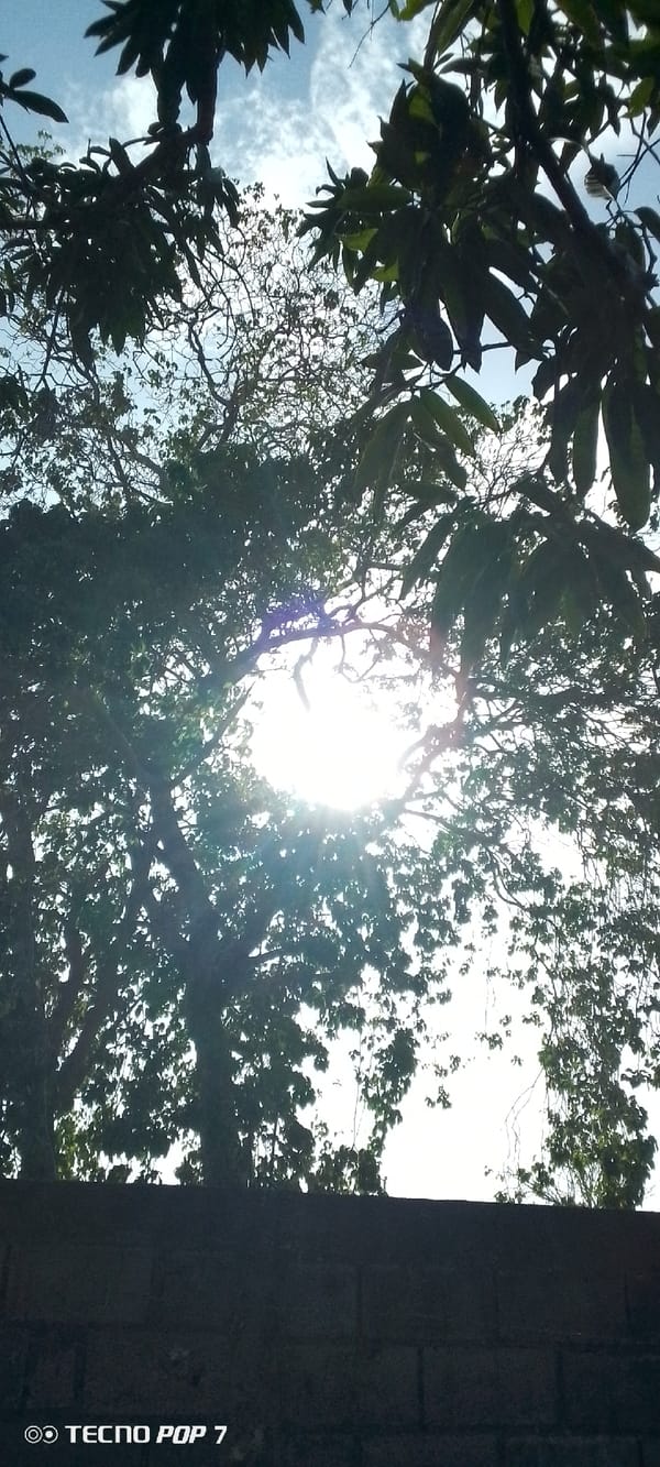 Observer documents sky through trees in Altagracia, Venezuela