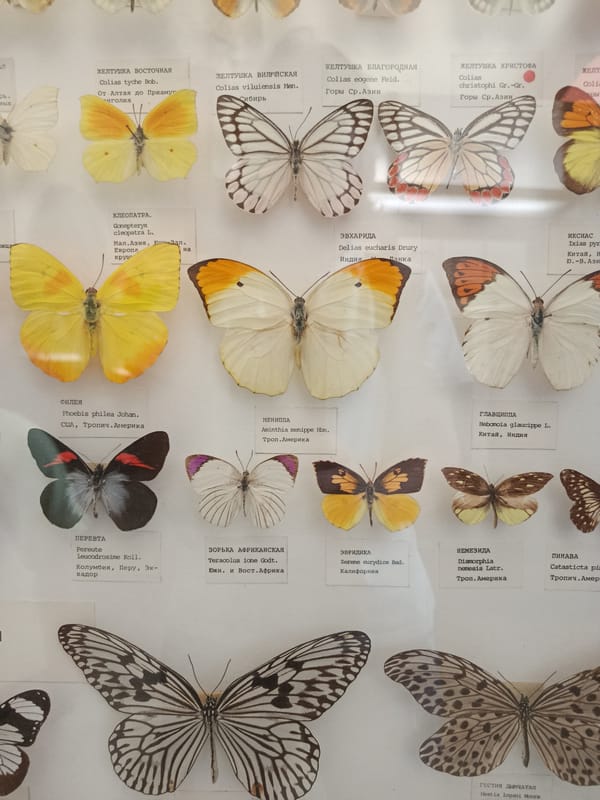 Browsing taxidermy and insect displays at a natural history museum