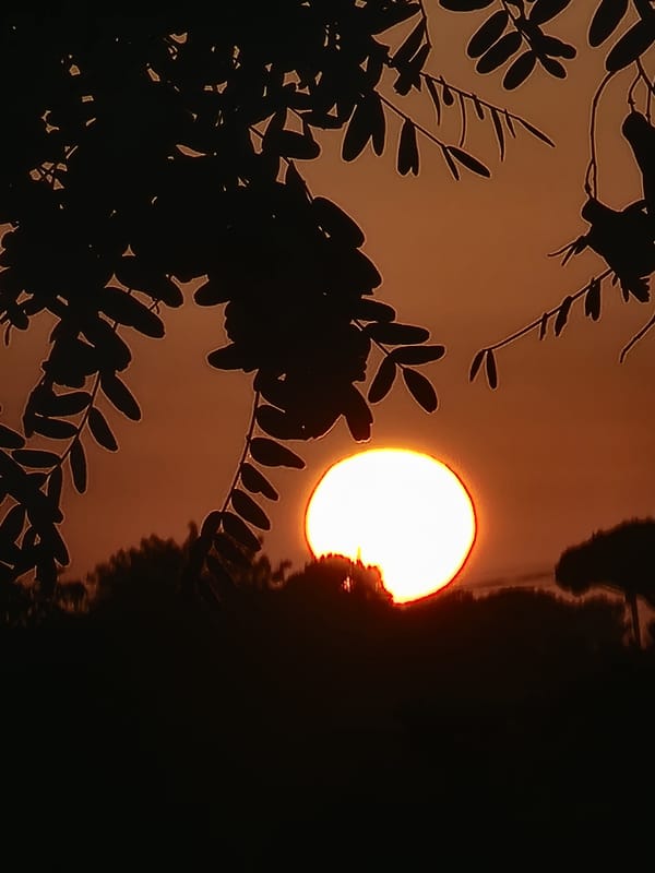 Golden hour through the trees in Quarteira, Portugal