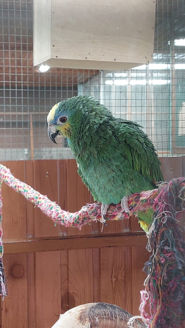 Evening walkthrough of a zoo's varied animal enclosures