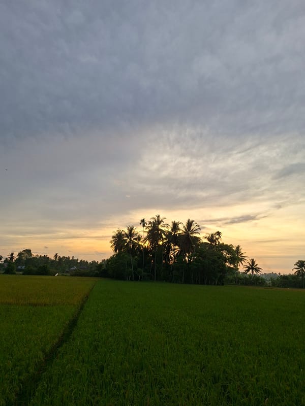 Person tends rice fields in rural Indonesia countryside