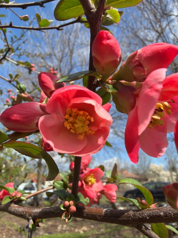 Spring blooms documented in Bulgarian village during morning walk