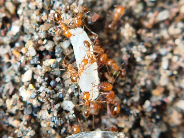 Macro nature photography session captures ant activity in Lhokseumawe