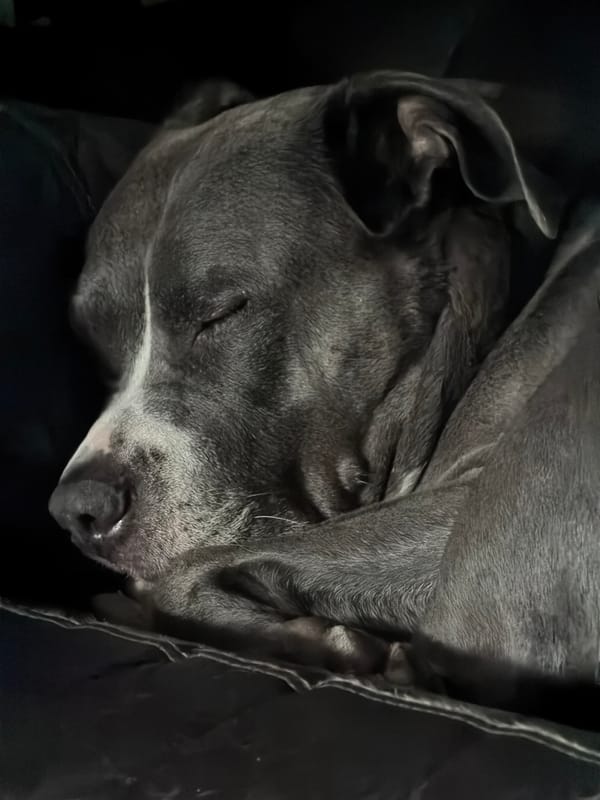 Dog sleeps peacefully indoors in Luxembourg