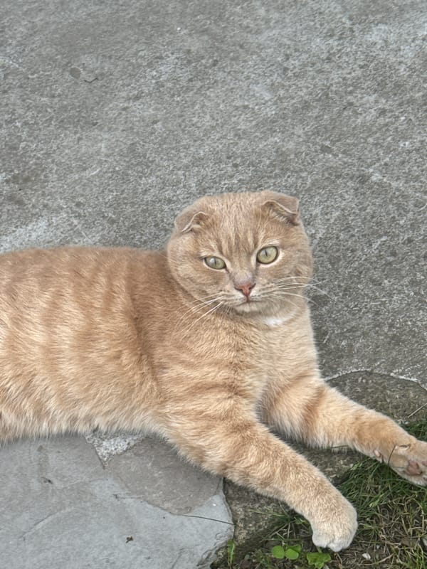 Garden morning with Scottish Fold cat in Kazan