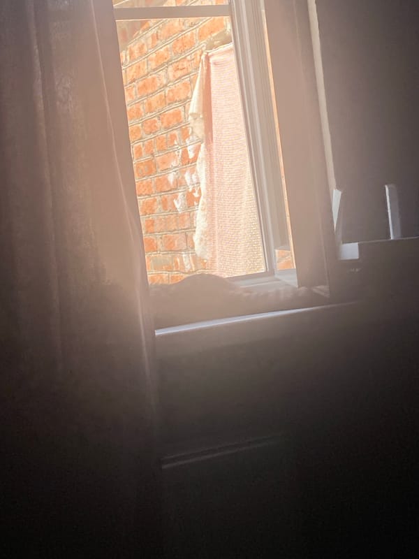 Morning light and wood-paneled walls in a Salsk room