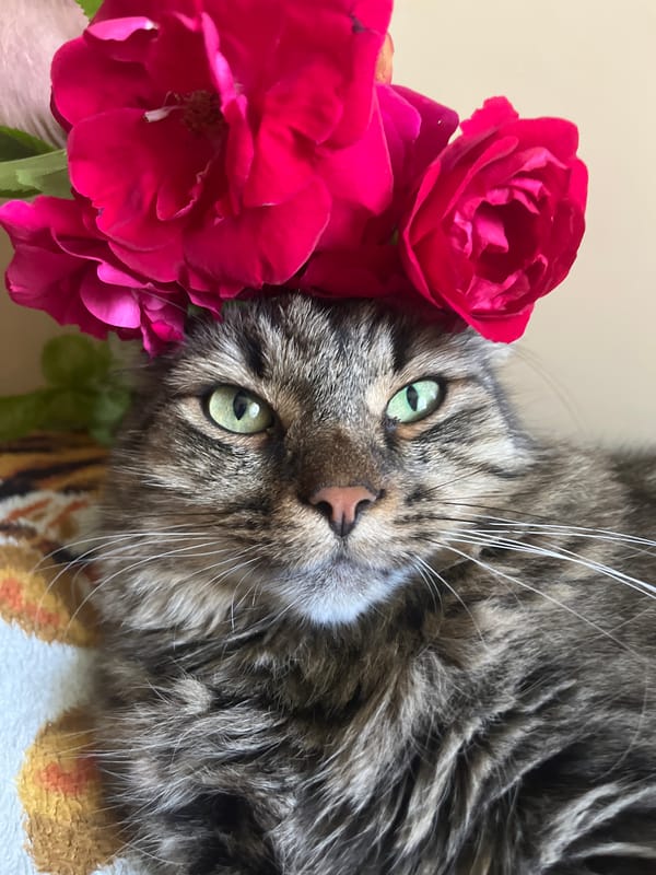 Cats at home in Belyye Berega, roses and windowsills