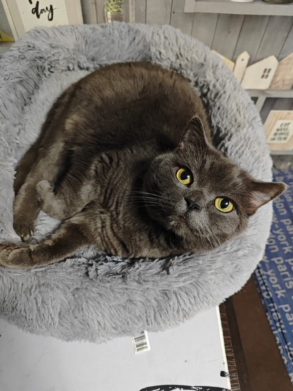 Cats, crafts, and kitchen gear from a home in Polyarny
