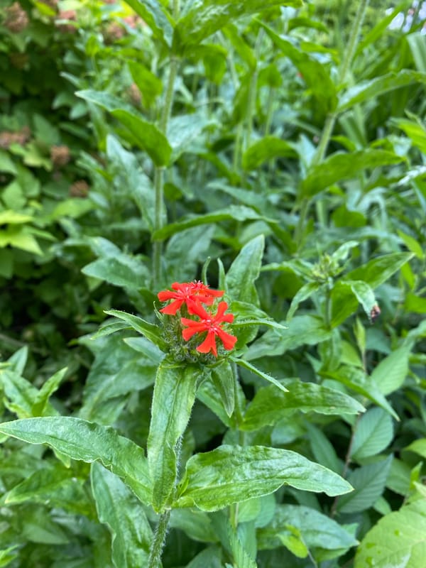 Summer stroll through a residential neighborhood, flowers and streets
