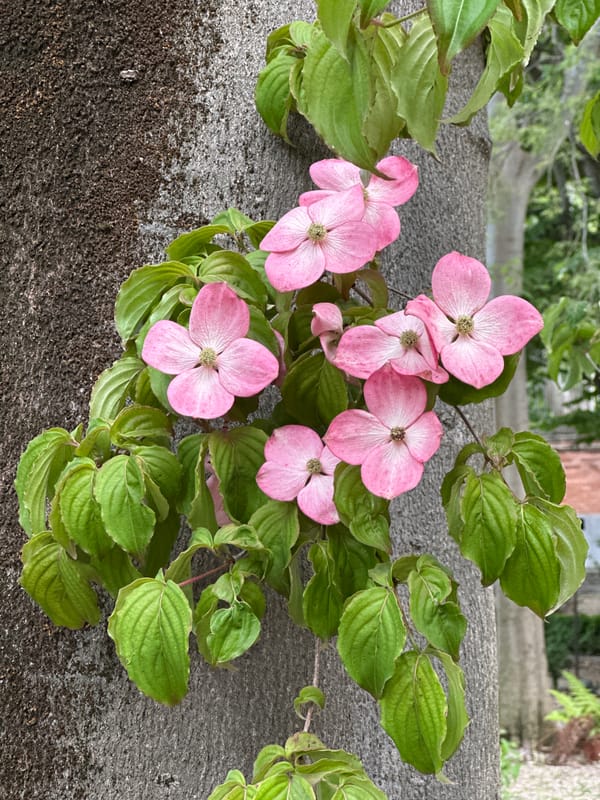 Madrid Garden Visitor Documents Spring Flora and Urban Wildlife