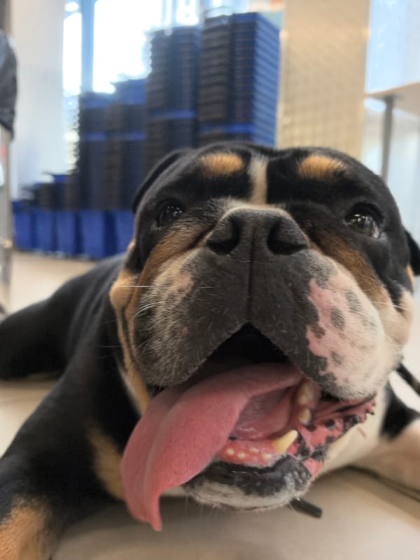 Bulldog chilling on a tiled floor in Nizhny Novgorod