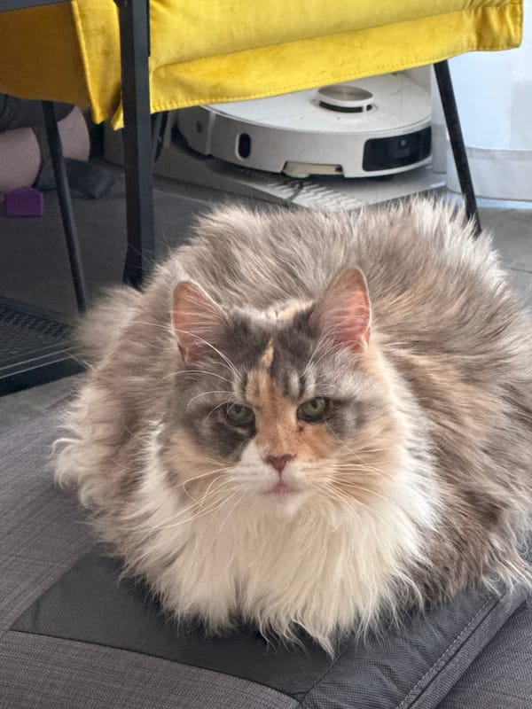 Fluffy multi-colored cat spotted resting in Bat Yam