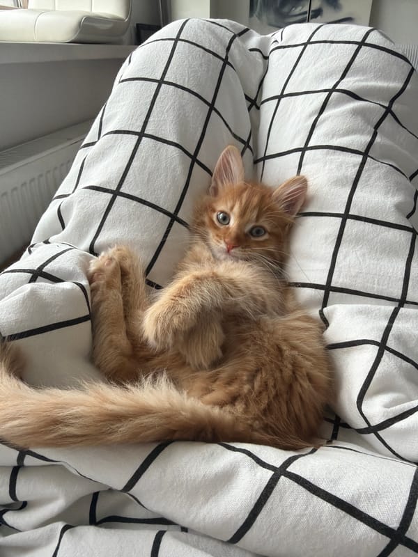 Kitten and toys captured in casual Moscow home scene