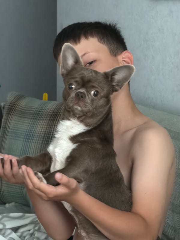 Chihuahua cuddle session in Votkinsk