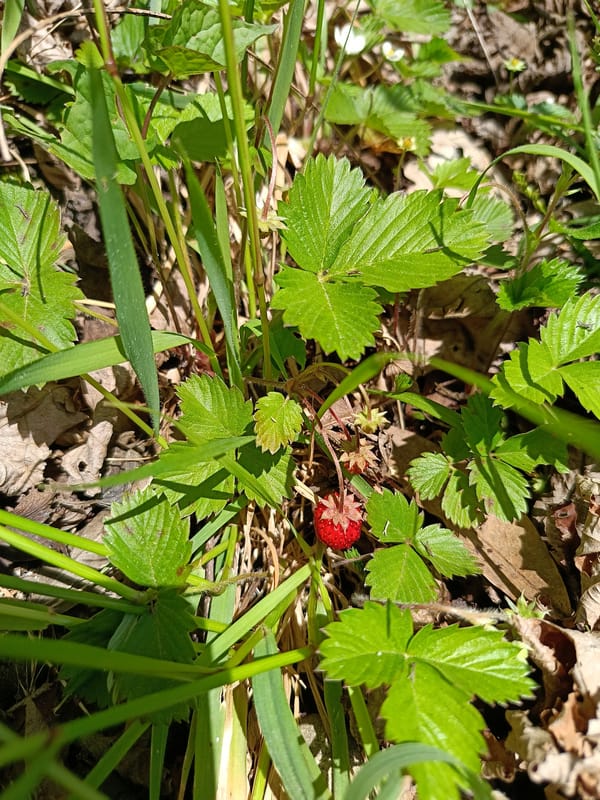 Woman, child enjoy spring morning outdoors in Abkhazia forest