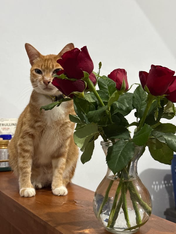 Orange cat photographed with roses in Pejeng home