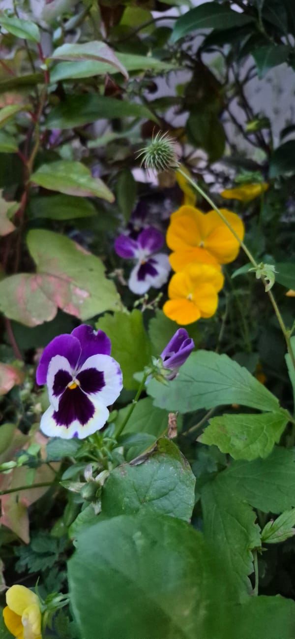 Summer flowers in close-up, Gdańsk neighborhood gardens